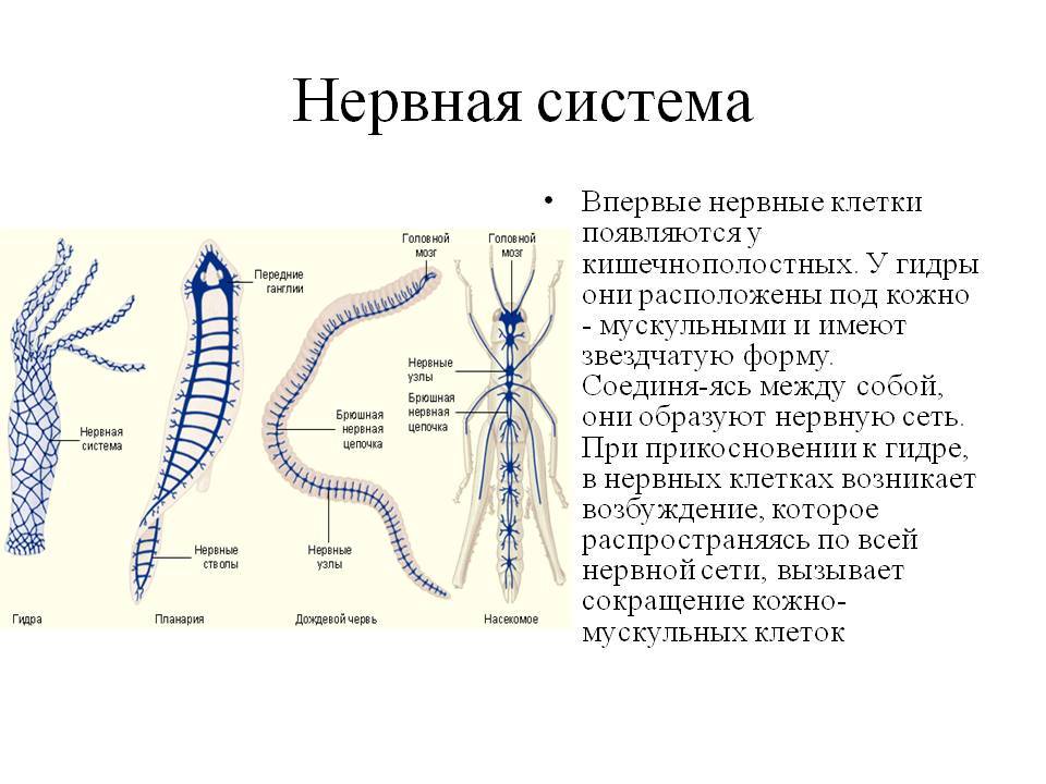 Официальная тор ссылка кракен сайта